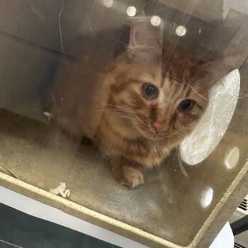 Domestic Short Hair Cats Available for Adoption in Philadelphia, Pennsylvania - Finn | PetCurious