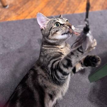 Domestic Short Hair Cats Available for Adoption - Merle | PetCurious