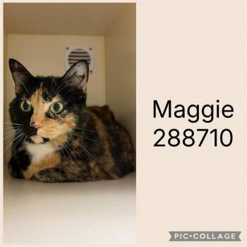 MAGGIE -  Domestic Short Hair Cat Available for Adoption in Macon, Georgia - MAGGIE | PetCurious