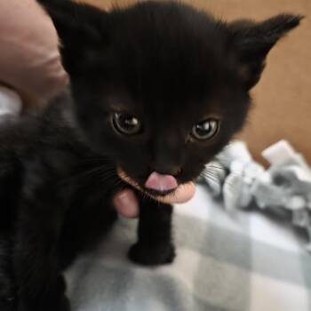 Loopy -  Domestic Short Hair Cat for Adoption - Loopy | PetCurious