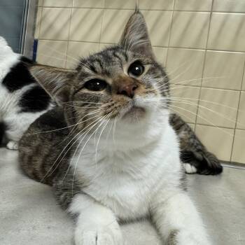 Rescue Domestic Short Hair Cats for Adoption in Waterloo, Iowa - Eyezac | PetCurious