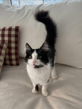 Koda -  Domestic Medium Hair Cat for Adoption in Burnaby, British Columbia - Koda | PetCurious