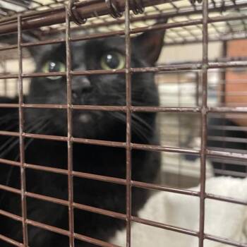 Esme -  Domestic Short Hair Cat for Adoption in Chicago, Illinois - Esme | PetCurious