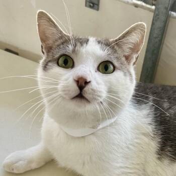 Domestic Short Hair Cats Available for Adoption - Nimbus | PetCurious