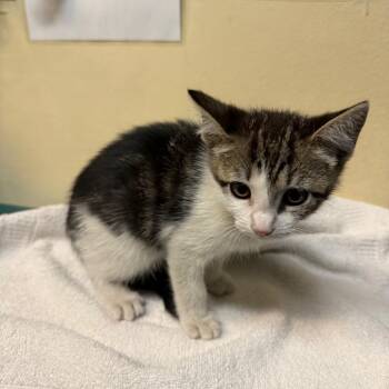 Pickle -  Domestic Short Hair Cat for Adoption in Pasadena, California - Pickle | PetCurious