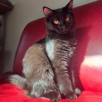 Domestic Short Hair Cats Available for Adoption - Luci | PetCurious