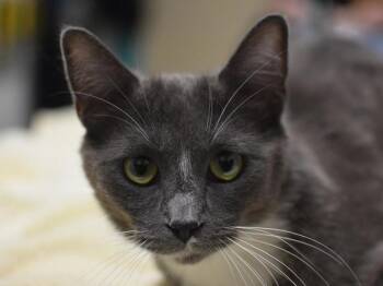 Liliana -  Domestic Short Hair Cat for Adoption in Portland, Oregon - Liliana | PetCurious