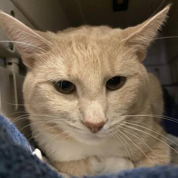 Sammy -  Domestic Short Hair Cat for Adoption in Fairport, New York - Sammy | PetCurious