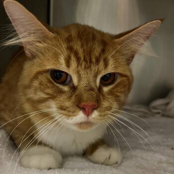 Mr. Cheese -  Domestic Short Hair Cat for Adoption in Chattanooga, Tennessee - Mr. Cheese | PetCurious