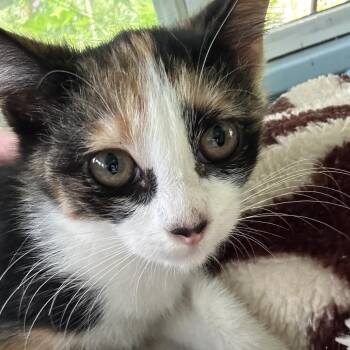 Token -  Domestic Short Hair Cat for Adoption in Pahoa, Hawaii - Token | PetCurious