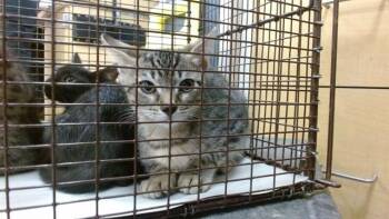 MANOLO -  Domestic Short Hair Cat for Adoption in Doral, Florida - MANOLO | PetCurious