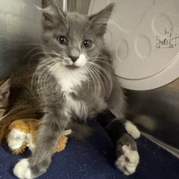 Rescue Domestic Long Hair Cats for Adoption in Kingman, Arizona - Mr. Big/Bigsby | PetCurious