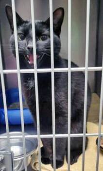 Kali -  Domestic Short Hair Cat for Adoption in Fishers, Indiana - Kali | PetCurious