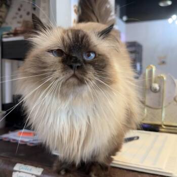 Munchie -  Munchkin and Siamese Cat for Adoption in Liverpool, Texas - Munchie | PetCurious