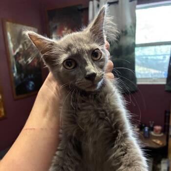 Kira -  Domestic Medium Hair Cat for Adoption in NEW PT RICHEY, Florida - Kira | PetCurious