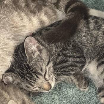 0796-C26 -  Domestic Short Hair Cat Available for Adoption in Port Charlotte, Florida - 0796-C26 | PetCurious