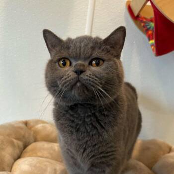 Meowdonna -  Scottish Fold Cat Available for Adoption in Louisville, Kentucky - Meowdonna | PetCurious