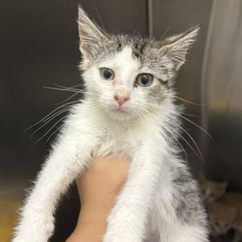 Quint -  Domestic Short Hair Cat for Adoption in Buffalo, Minnesota - Quint | PetCurious