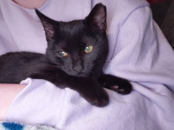 Rescue Domestic Short Hair Cats for Adoption - Dracula | PetCurious