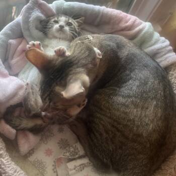 Gutbucket -  Domestic Short Hair Cat for Adoption in San Antonio, Texas - Gutbucket | PetCurious