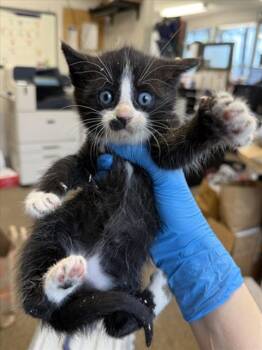 Domestic Short Hair Cats Available for Adoption in Woodland, California - *TITUS | PetCurious
