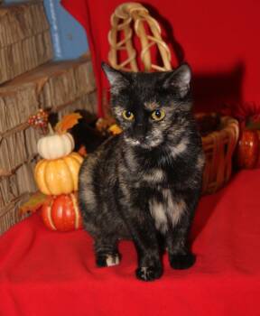 Rescue Tortoiseshell Cats for Adoption in Marietta, Ohio - Seiko (Spayed) (Empty-Nester) (Photos 11/21/2025) | PetCurious