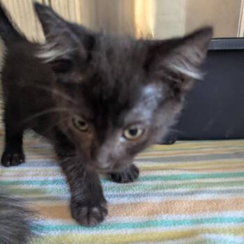 Peyton -  Domestic Short Hair Cat for Adoption in Manhattan, Kansas - Peyton | PetCurious