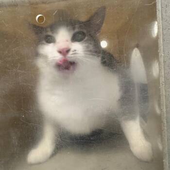 Suki -  Domestic Short Hair Cat for Adoption in Philadelphia, Pennsylvania - Suki | PetCurious