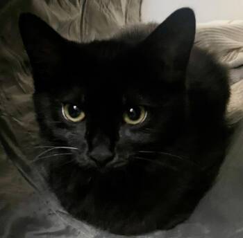 Nori -  Domestic Medium Hair Cat for Adoption in Walled Lake, Michigan - Nori | PetCurious