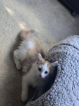 Rescue Domestic Long Hair Cats for Adoption in Bloomsdale, Missouri - Oskar | PetCurious