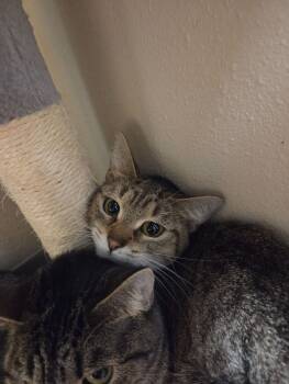 Rescue Domestic Short Hair Cats for Adoption in Yankton, South Dakota - Paisley | PetCurious