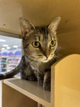 Domestic Short Hair Cats Available for Adoption in Emerald Isle, North Carolina - Bianca | PetCurious