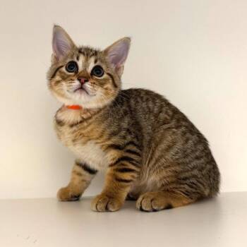Domestic Short Hair Cats Available for Adoption in League City, Texas - Crayon | PetCurious