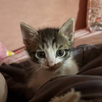 Cullen -  Domestic Short Hair Cat for Adoption in Houston, Texas - Cullen | PetCurious