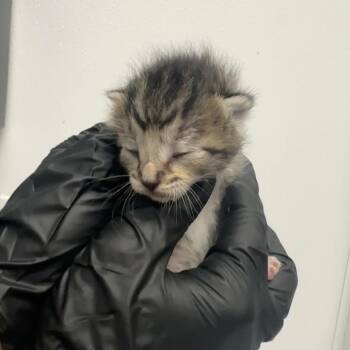 Domestic Short Hair Cats Available for Adoption in Abilene, Texas - Milwaukee | PetCurious