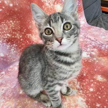 Domestic Short Hair and Tabby Cats Available for Adoption - :::Lainey::: | PetCurious