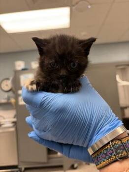 Violetshine -  Domestic Short Hair Cat for Adoption in Gastonia, North Carolina - Violetshine | PetCurious