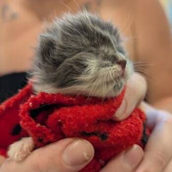 Marina -  Domestic Short Hair Cat for Adoption in Lynchburg, Virginia - Marina | PetCurious