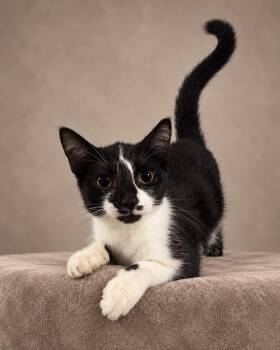 Margaret -  Tuxedo Cat for Adoption in Miami, Florida - Margaret | PetCurious