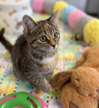 Banshee -  Domestic Short Hair Cat for Adoption in Midland, Virginia - Banshee | PetCurious
