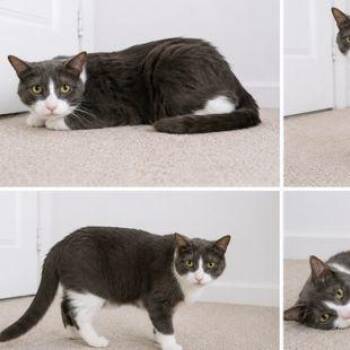 Mitchell -  Domestic Short Hair Cat for Adoption in Binghamton, New York - Mitchell | PetCurious