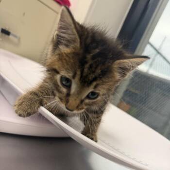 Sir Fluffington Butter Paws -  Domestic Medium Hair Cat for Adoption in Columbiana, Alabama - Sir Fluffington Butter Paws | PetCurious