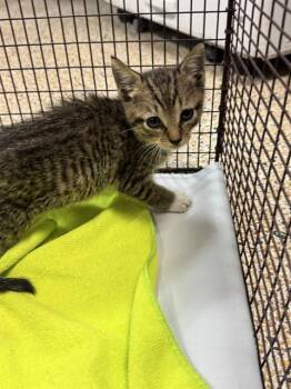 Rescue Domestic Short Hair Cats for Adoption in Doral, Florida - GLORIA | PetCurious