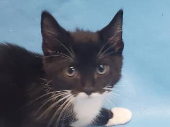 Sophia -  Domestic Short Hair Cat for Adoption in Minneapolis, Minnesota - Sophia | PetCurious