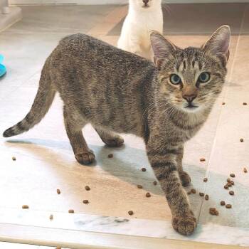 Toast -  Tabby Cat for Adoption in Randolph, Massachusetts - Toast | PetCurious