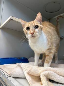 Juice -  Domestic Short Hair Cat for Adoption in Burgaw, North Carolina - Juice | PetCurious