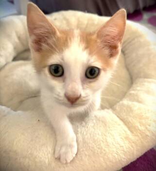 Goose -  Tabby Cat Available for Adoption in Fort Myers, Florida - Goose | PetCurious