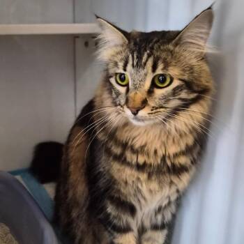 Trigger -  Domestic Long Hair Cat for Adoption in Prescott, Arizona - Trigger | PetCurious