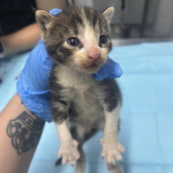 Colby Jack -  Domestic Short Hair Cat for Adoption in Summerville, South Carolina - Colby Jack | PetCurious