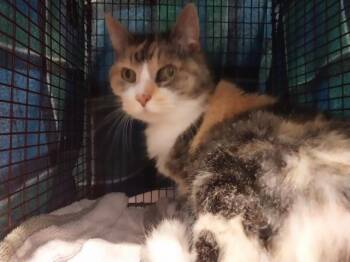 Domestic Short Hair Cats Available for Adoption - LILY | PetCurious